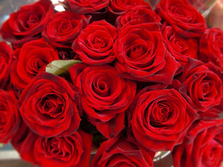 Obraz premium rote rosen