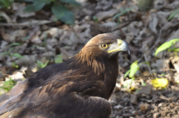Águila real en el bosque.