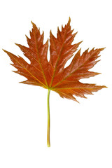 Naklejka na ściany i meble maple leaf isolated
