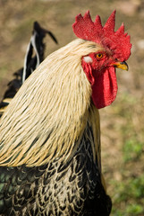 rooster standing in the yard closeup
