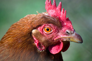 Hen Peck Close-up