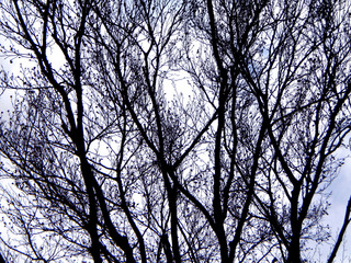Alberi Cielo