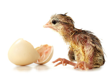 freshly hatched chick