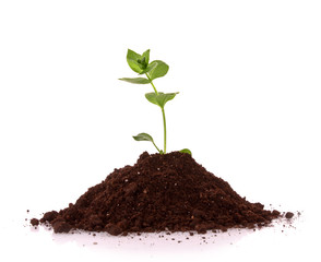 Young plant in ground over white background