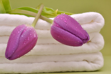 Wet Purple Tulips on Diapers