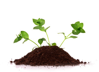 Three young plant in ground over white background