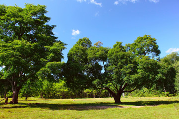 Fototapeta na wymiar City park with green grass and trees