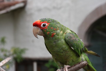 Greed Parrot