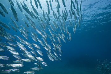 mackerel school feeding