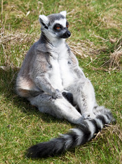 Ring tailed lemur sitting in the grass