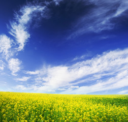 Naklejka premium field