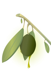 Natural Olive