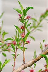 peach blossom