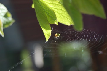 spider in web © zielas1974
