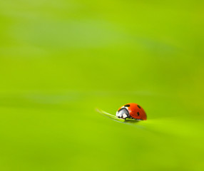 Ladybird on a grass straw