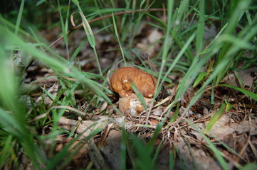Fototapeta premium cep in the grass
