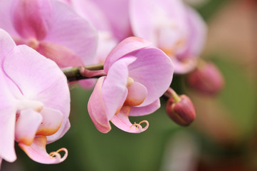 Obraz na płótnie Canvas pink moth orchid phalaenopsis