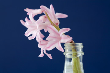 Fototapeta na wymiar Close up of a hyacinth.