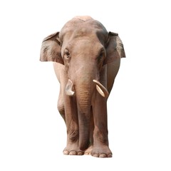 Fototapeta na wymiar słoń samodzielnie