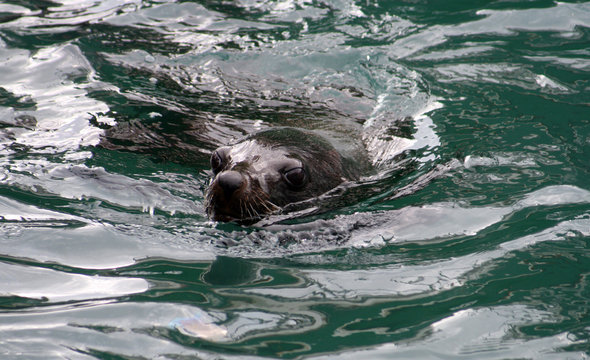 A fur seal