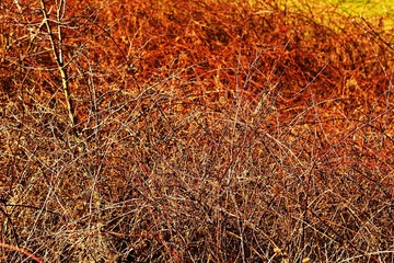 wild grass