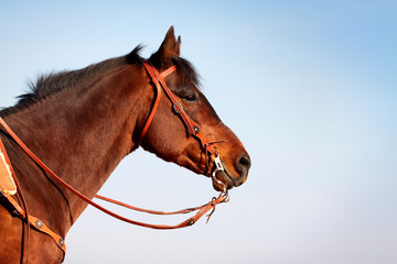 horse in western equipment