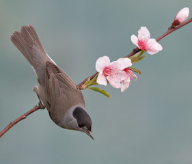 Blackcap, Sylvia atricapilla