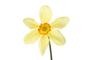 Fototapeta na wymiar Pale yellow daffodil