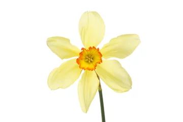 Crédence de cuisine en verre imprimé Narcisse Pale yellow daffodil