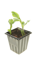 Broad bean seedlings