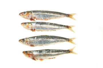Sardines