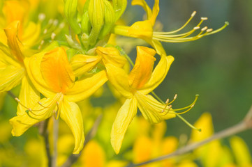 Fototapeta premium rhododendron flower