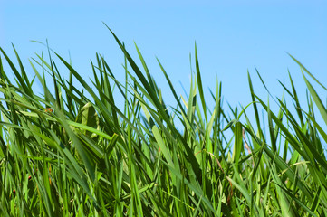 Obraz premium grass on meadow