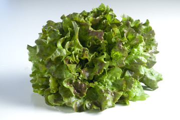 salad, lettuce (Salat Batavia Rot)