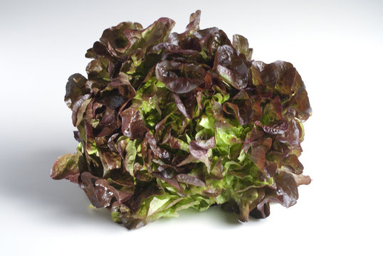 red oak leaf lettuce (Eichblattsalat)