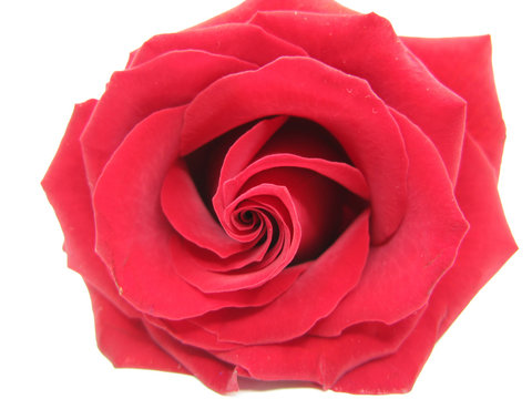 damask red rose heart closeup
