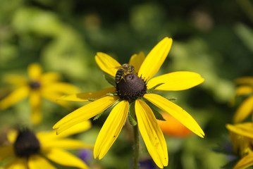 Rudbeckia flower and bee in flowers background