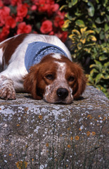 epagneul breton avec un bandana couché sur une pierre