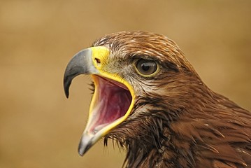 Fototapeta premium Aguila Real