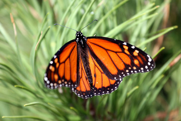 Monarch butterfly