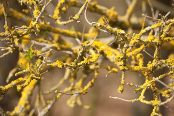 Wald in Deutschland