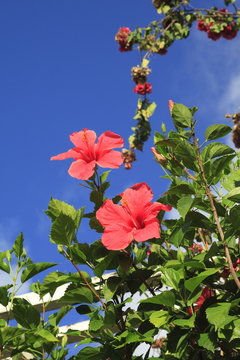 ibisco rosso seychelles