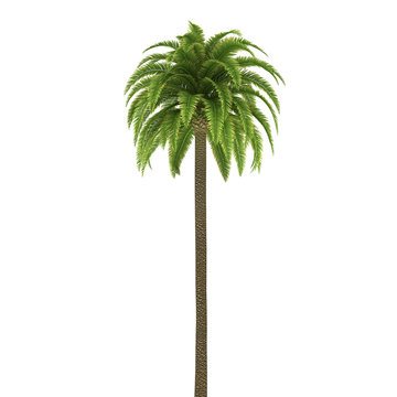 Palm tree isolated on white background