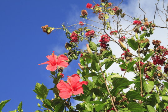 ibisco rosso seychelles