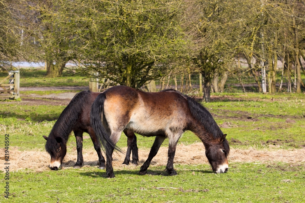 Wall mural two exmoor ponies