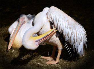 Pelicans