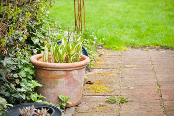 Blumentopf auf Gartenweg