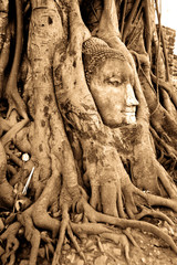 Fototapeta na wymiar stone budda head in the tree roots, Ayutthaya is old capital of