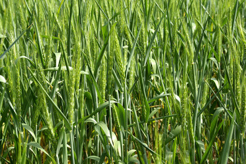 Obraz premium wheat