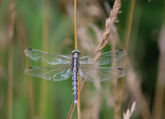 Libellula